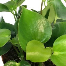 Load image into Gallery viewer, Peperomia, 6in, Raindrop

