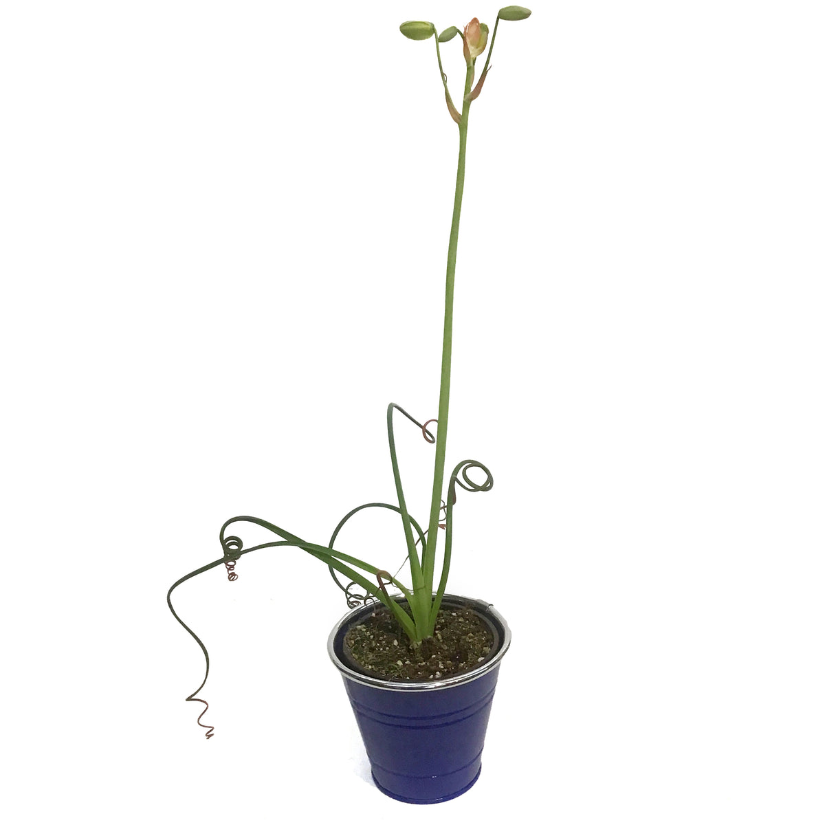 Albuca, 4in, Frizzle Sizzle In Tin