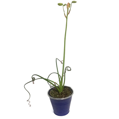 Albuca, 4in, Frizzle Sizzle In Tin