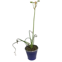 Load image into Gallery viewer, Albuca, 4in, Frizzle Sizzle In Tin
