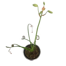 Load image into Gallery viewer, Albuca, 4in, Frizzle Sizzle In Tin
