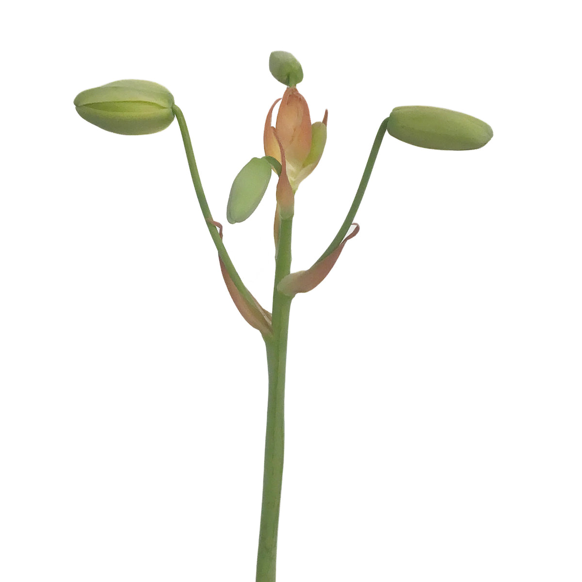 Albuca, 4in, Frizzle Sizzle In Tin