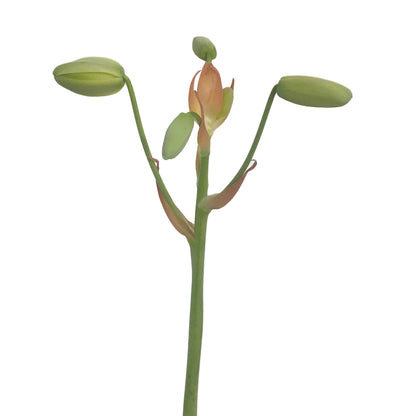 Albuca, 4in, Frizzle Sizzle In Tin
