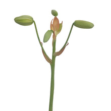 Load image into Gallery viewer, Albuca, 4in, Frizzle Sizzle In Tin
