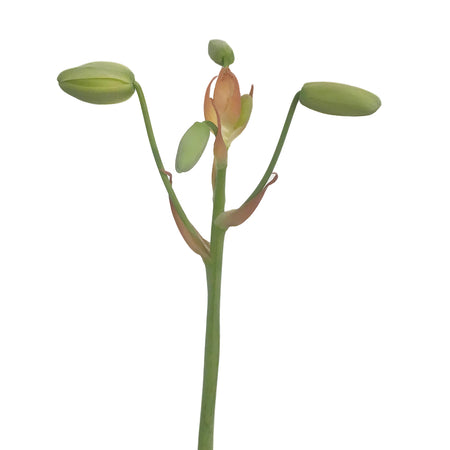 Albuca, 4in, Frizzle Sizzle In Tin