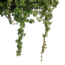 Load image into Gallery viewer, Tradescantia, 6in HB, Sillamontana Variegated
