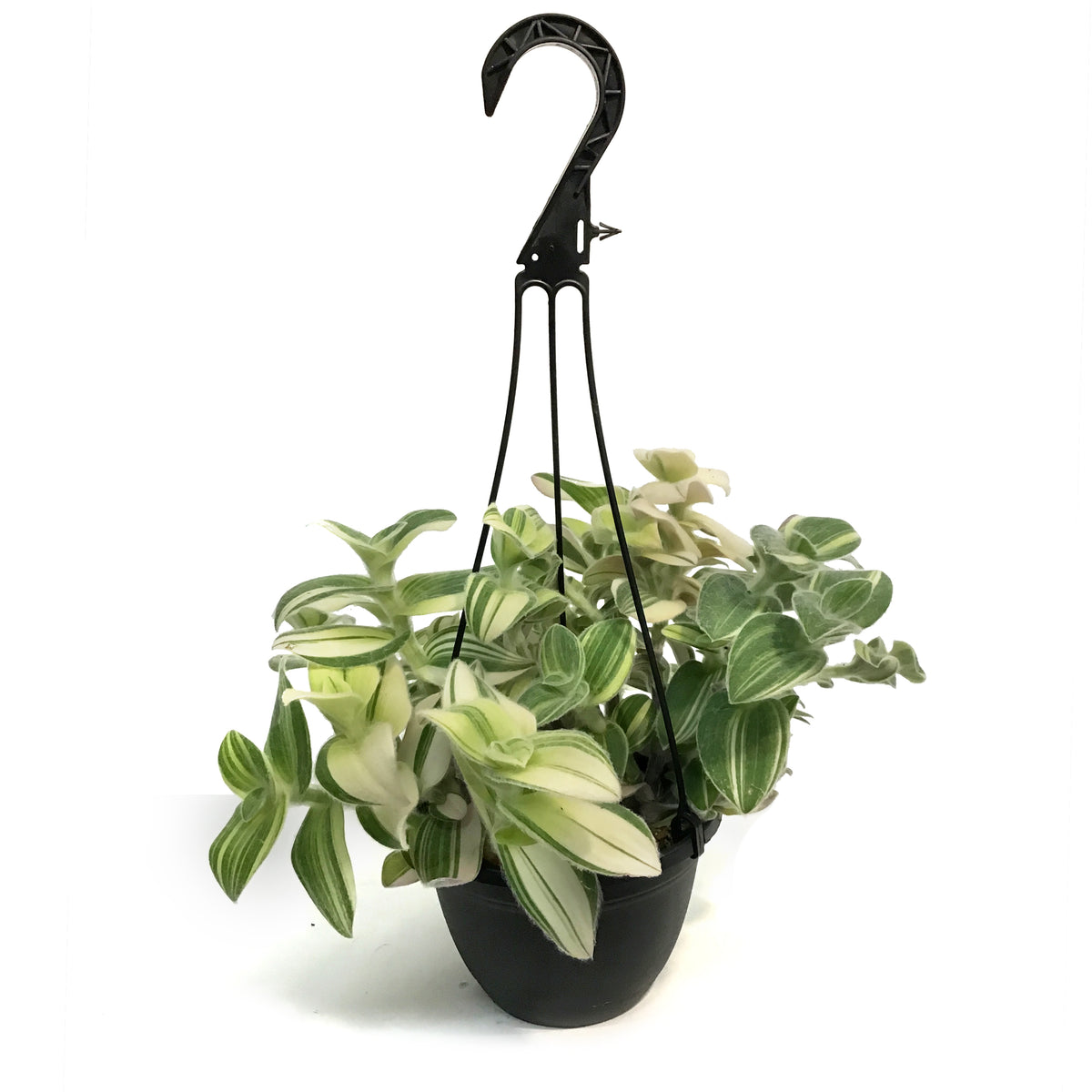 Pilea, 6in HB, Depressa