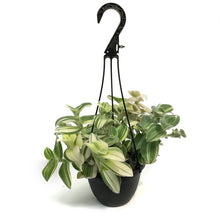 Load image into Gallery viewer, Pilea, 6in HB, Depressa
