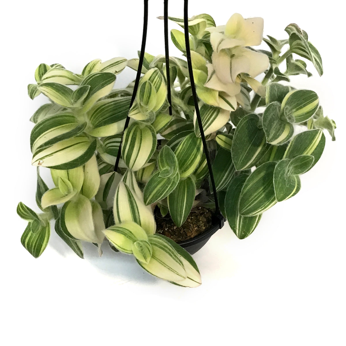 Pilea, 6in HB, Depressa