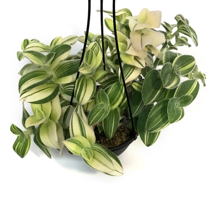Pilea, 6in HB, Depressa