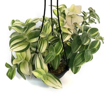 Load image into Gallery viewer, Pilea, 6in HB, Depressa
