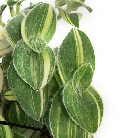 Pilea, 6in HB, Depressa