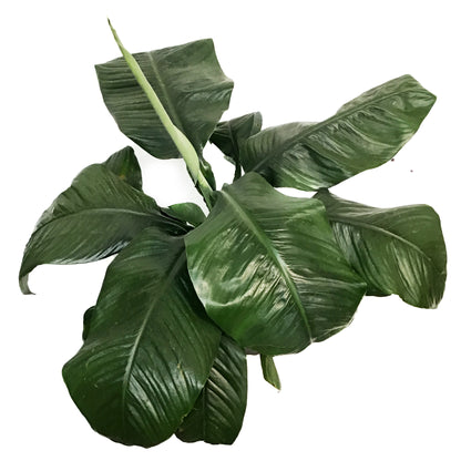 Peace Lily, 10in, Sensation
