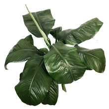 Load image into Gallery viewer, Peace Lily, 10in, Sensation
