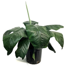 Load image into Gallery viewer, Peace Lily, 10in, Sensation
