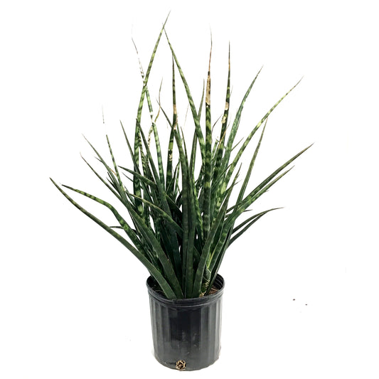Sansevieria, 10in, Fernwood/Mikado