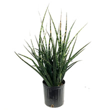 Load image into Gallery viewer, Sansevieria, 10in, Fernwood/Mikado
