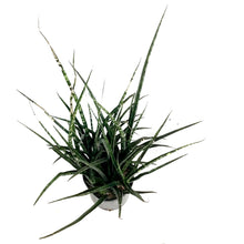 Load image into Gallery viewer, Sansevieria, 10in, Fernwood/Mikado
