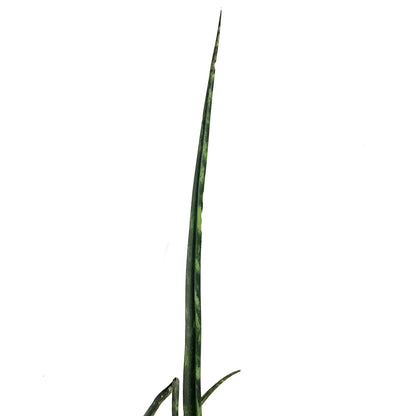 Sansevieria, 10in, Fernwood/Mikado