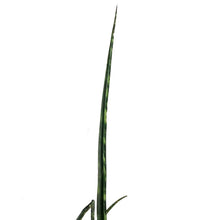 Load image into Gallery viewer, Sansevieria, 10in, Fernwood/Mikado
