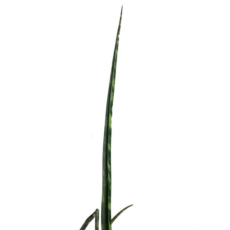 Sansevieria, 10in, Fernwood/Mikado