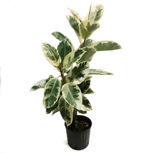 Load image into Gallery viewer, Ficus, 10in, Elastica Twist
