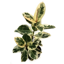 Load image into Gallery viewer, Ficus, 10in, Elastica Twist
