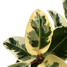 Load image into Gallery viewer, Ficus, 10in, Elastica Twist
