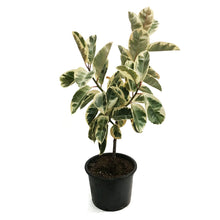 Load image into Gallery viewer, Ficus, 14in, Tineke Twist
