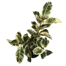 Load image into Gallery viewer, Ficus, 14in, Tineke Twist
