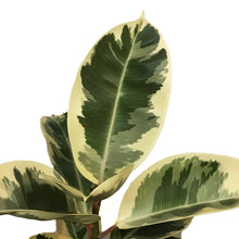 Load image into Gallery viewer, Ficus, 14in, Tineke Twist
