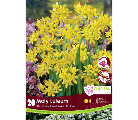 Allium - Moly Luteum, Bulbs, 20 Pack