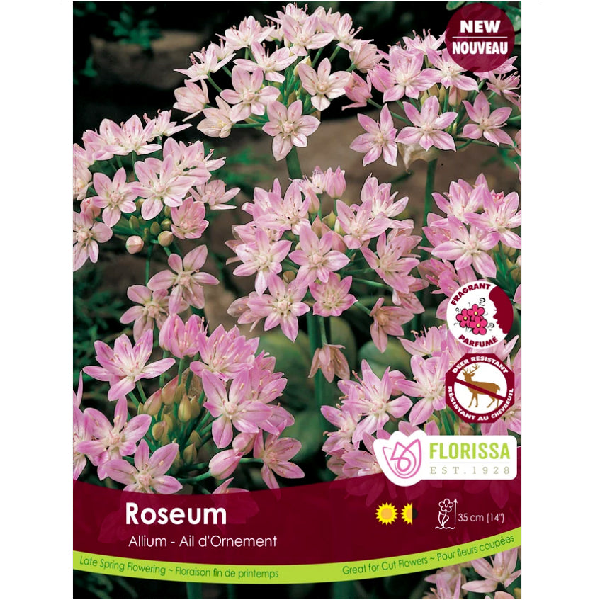 Allium - Roseum, Bulbs, 20 Pack