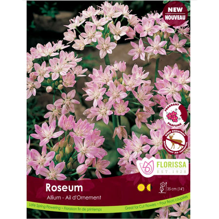 Allium - Roseum, Bulbs, 20 Pack