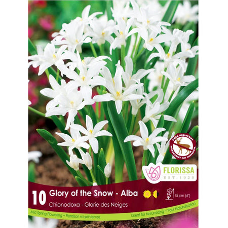 Chionodoxa - Alba, Bulbs, 10 Pack