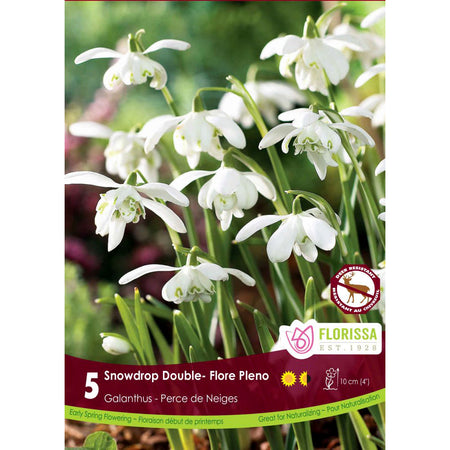 Galathus - Snowdrop Double, Bulbs, 5 Pack