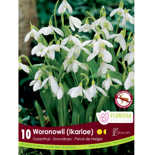Galathus - Woronownii Bulbs, 10 Pack
