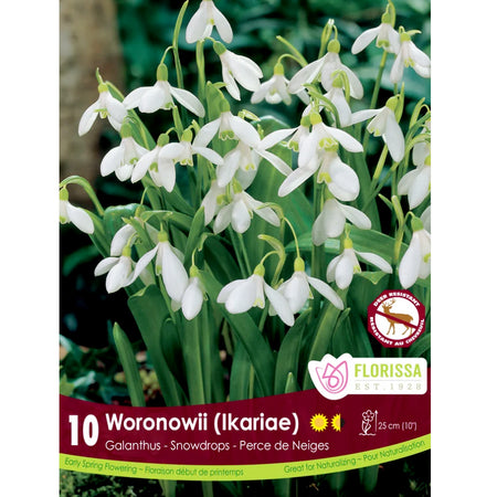 Galathus - Woronownii Bulbs, 10 Pack