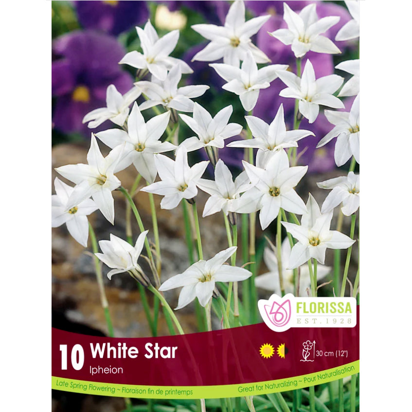 Ipheion - White Star, 10Pack