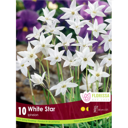 Ipheion - White Star, 10Pack