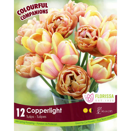 Tulip - Copperlight Bulbs, 12 Pack