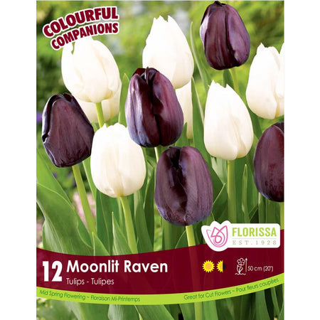 Tulip - Moonlit Raven Bulbs, 12 Pack