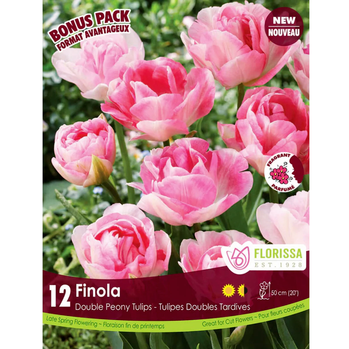 Tulips - Finola, 12Pack