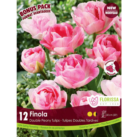Tulips - Finola, 12Pack