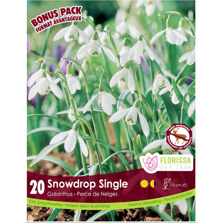 Galathus - Snowdrop Single, Bulbs, 20 Pack