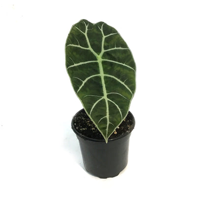 Alocasia, 4in, Watsoniana Mirror