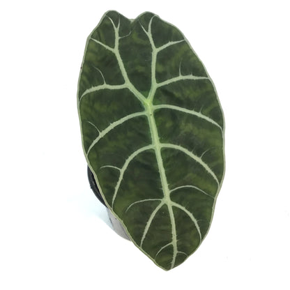 Alocasia, 4in, Watsoniana Mirror