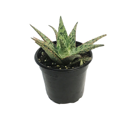 Aloe, 4in, Pink Blush