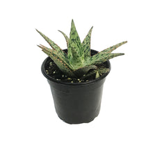 Load image into Gallery viewer, Aloe, 4in, Pink Blush
