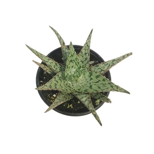 Aloe, 4in, Pink Blush